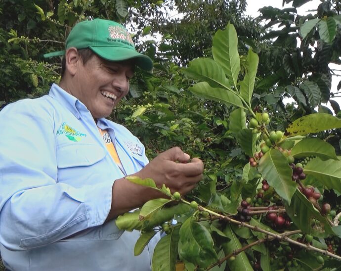 Con una expectativa de producción de 392.593 cargas y una derrama económica de 1,1 billones, Huila se prepara para su primera cosecha del año.