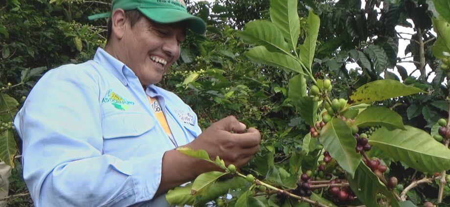 Con una expectativa de producción de 392.593 cargas y una derrama económica de 1,1 billones, Huila se prepara para su primera cosecha del año.