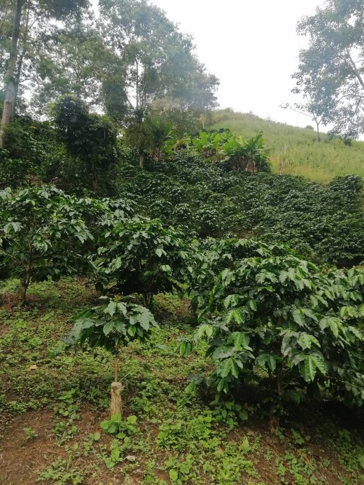 Se vende o se permuta finca