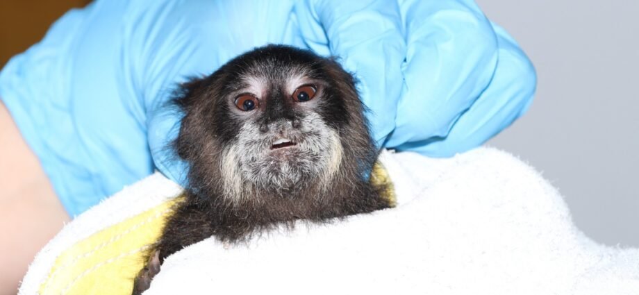 Tití amazónico en Neiva fue rescatado en malas condiciones. Autoridades alertan por tráfico ilegal de fauna silvestre.