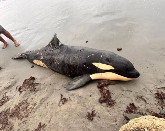 CVS activó protocolo tras varamiento de cetáceo en playas de Moñitos, Córdoba, mientras expertos investigan las causas.
