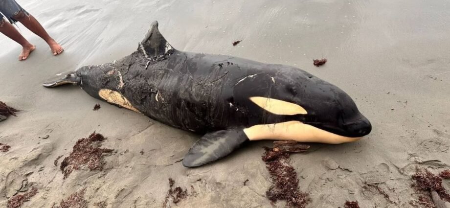 CVS activó protocolo tras varamiento de cetáceo en playas de Moñitos, Córdoba, mientras expertos investigan las causas.