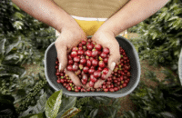 Huila tendrá la primera Escuela Universitaria del Café