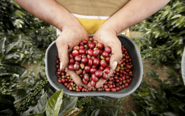 Huila tendrá la primera Escuela Universitaria del Café