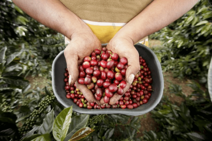 Huila tendrá la primera Escuela Universitaria del Café