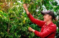 Gobierno blindará cultivos por fenómeno de El Niño