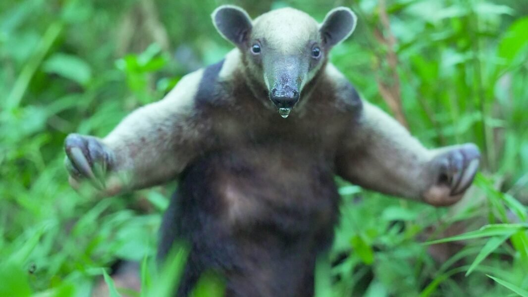 CAM devolvió a la libertad 16 animales silvestres en el Huila