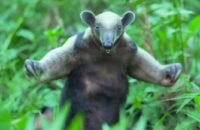 CAM devolvió a la libertad 16 animales silvestres en el Huila
