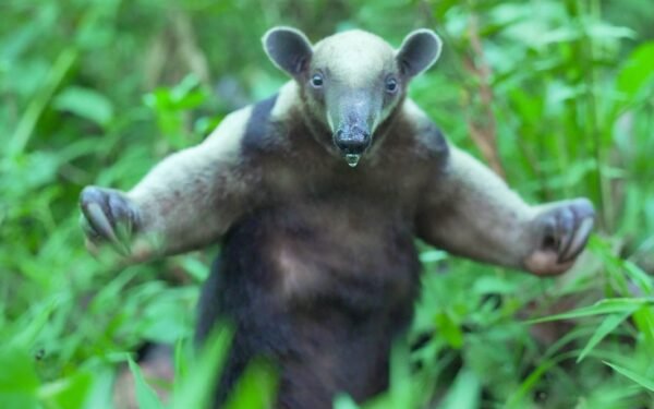 CAM devolvió a la libertad 16 animales silvestres en el Huila