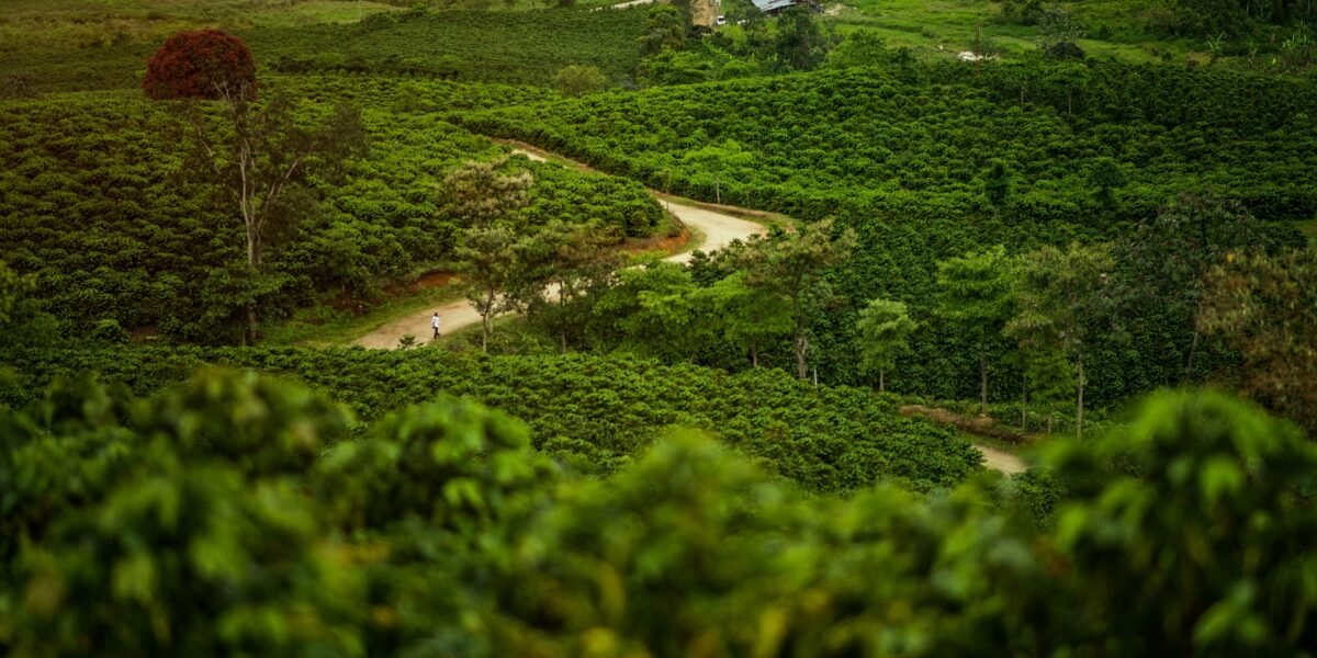 $3.800 millones para caficultores del Huila