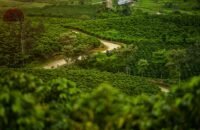 $3.800 millones para caficultores del Huila