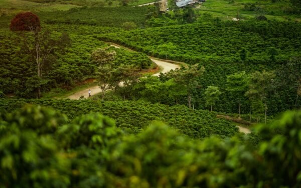 $3.800 millones para caficultores del Huila