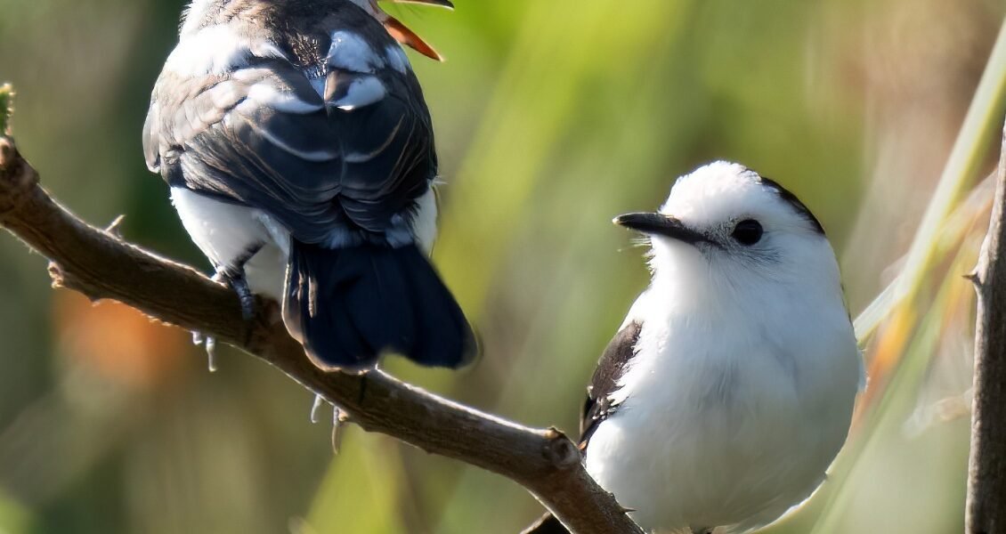 Huila registró 445 especies de aves durante el Global Big Day 2026