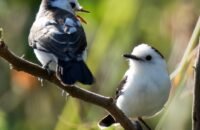 Huila registró 445 especies de aves durante el Global Big Day 2026