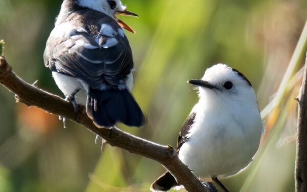 Huila registró 445 especies de aves durante el Global Big Day 2026