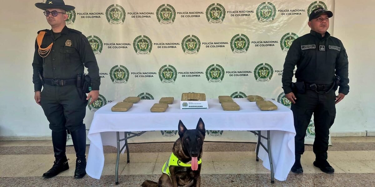 Incautan encomienda con marihuana en Neiva