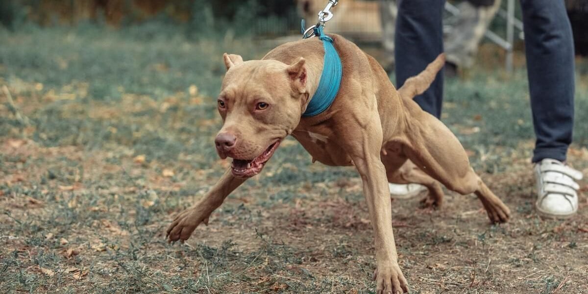Pitbull atacó a dos personas en El Pital