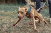 Pitbull atacó a dos personas en El Pital