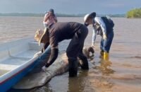 Muerte de manatíes en Barrancabermeja genera alerta ambiental