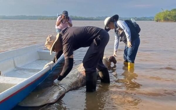 Muerte de manatíes en Barrancabermeja genera alerta ambiental