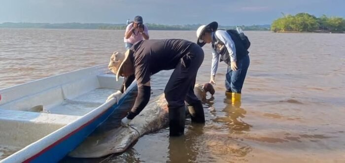 Muerte de manatíes en Barrancabermeja genera alerta ambiental