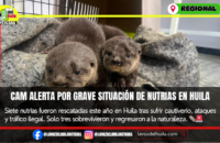 CAM alerta por aumento de rescates de nutrias en Huila