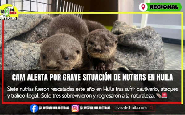 CAM alerta por aumento de rescates de nutrias en Huila