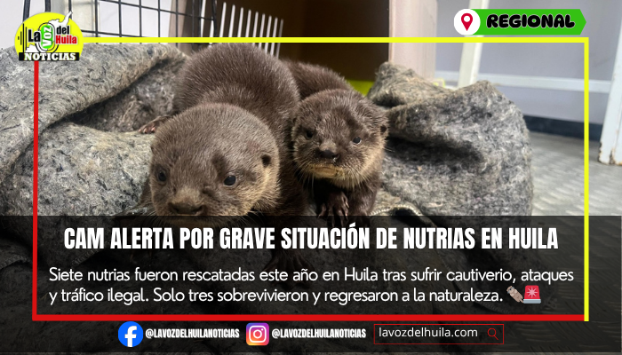 CAM alerta por aumento de rescates de nutrias en Huila