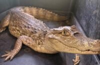 Rescatan una babilla en la vía Neiva-Aipe, Huila