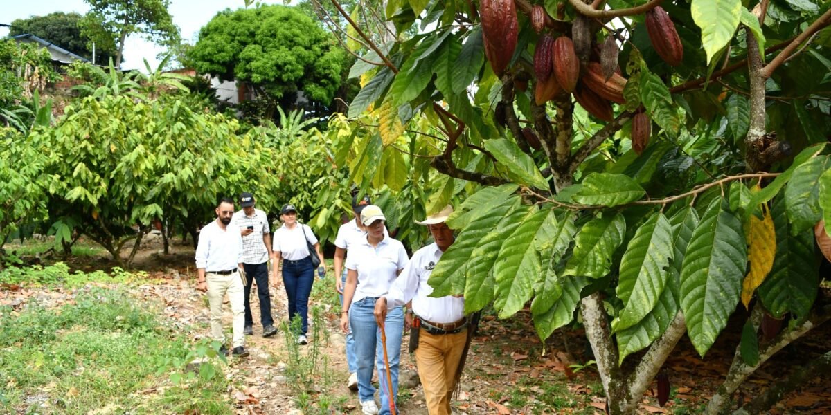 Ruta del Cacao en Rivera ofrece más de 40 sabores