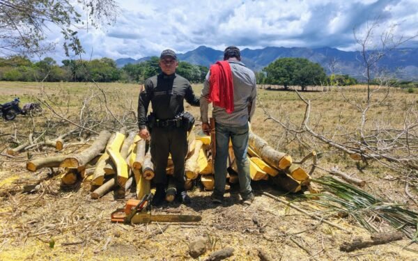 Capturan a hombre por tala ilegal en Rivera